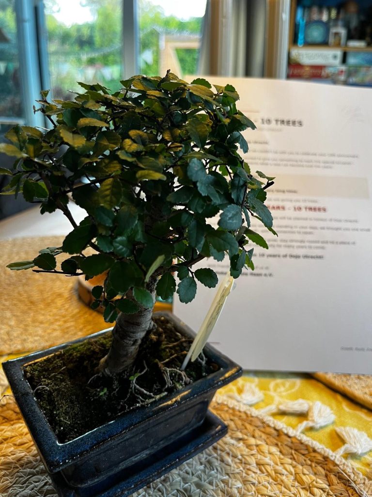 Das Bäumchen für das Dojo Utrecht